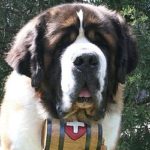 755. TRON trening trka